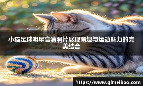 小猫足球明星高清照片展现萌趣与运动魅力的完美结合